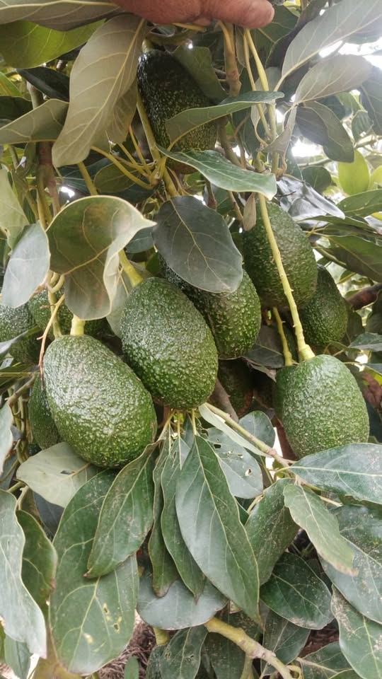 541211732_1326358942529502_7836527499970889083_n