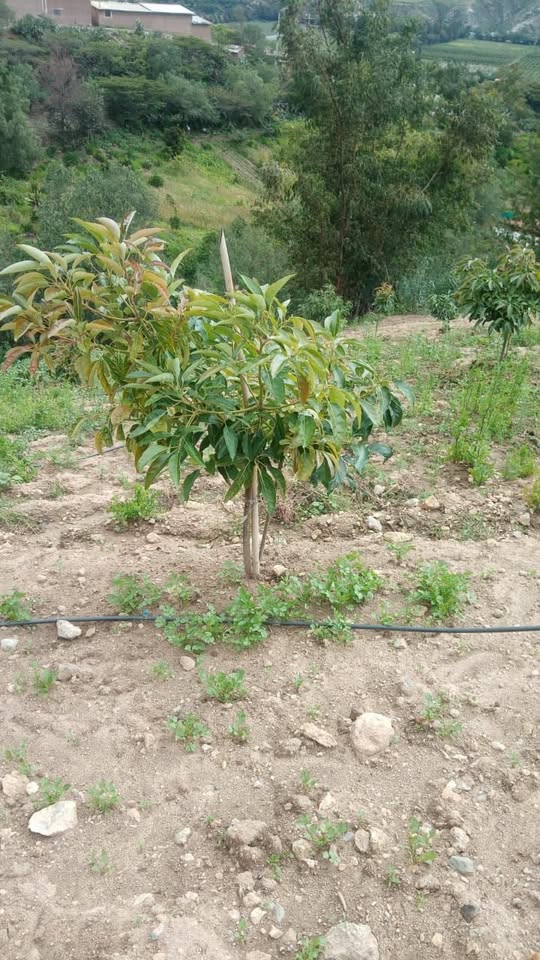 541214582_1324798089220099_7878118117340463882_n