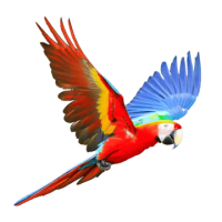 Casafiel Guacamayo Bebe Casafiel Guacamayo Bebe